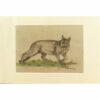 Bernard VERCRUYCE - Chat aux aguets - Dessin en couleur